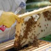 Γ.Γ. Νέας Γενιάς – Γεωπονικό Πανεπιστήμιο | Σεμινάριο Μελισσοκομίας στις 15/10| paso.gr