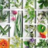 Σεμινάριο: “Αρωματικά και Φαρμακευτικά φυτά” στις 14 και 15/12| paso.gr